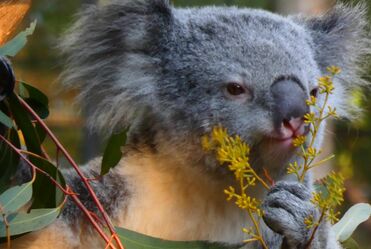 Koala eating video