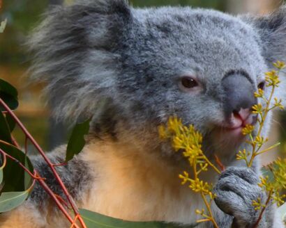 Koala eating video
