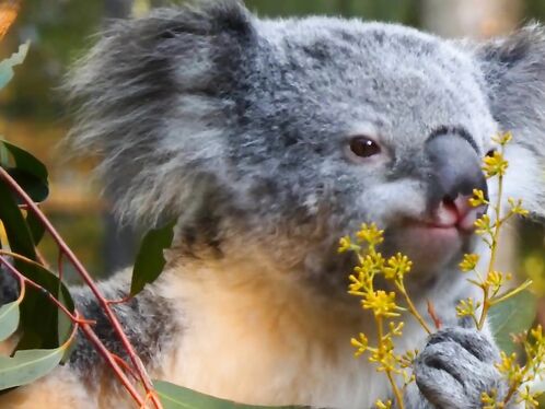 Koala eating video