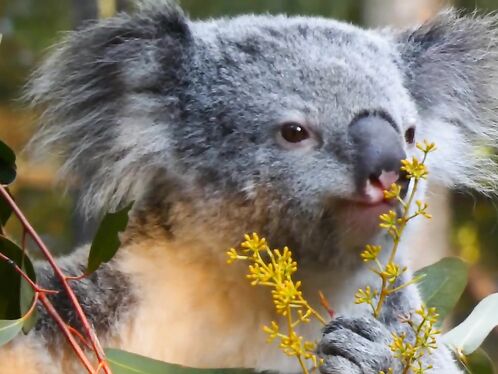 Koala eating video