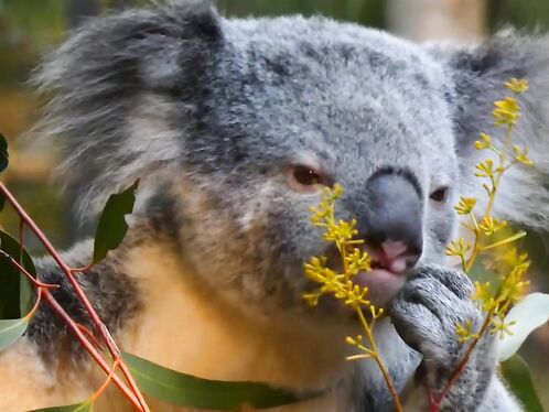 Koala eating video