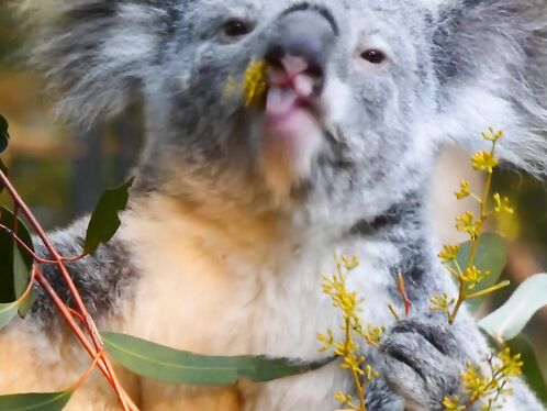 Koala eating video