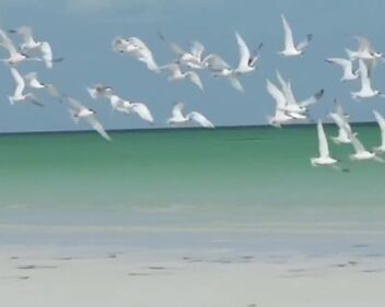 Blondie - Heart Of Glass (1978)