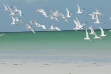 Blondie - Heart Of Glass (1978)