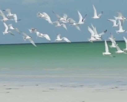 Blondie - Heart Of Glass (1978)