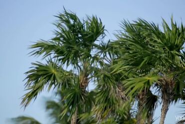 Patti Smith Group - Dancing Barefoot (1979)