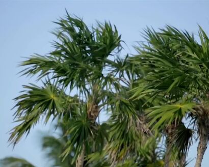 Patti Smith Group - Dancing Barefoot (1979)