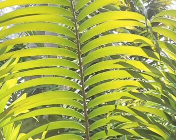 Blondie - Call me(1980)