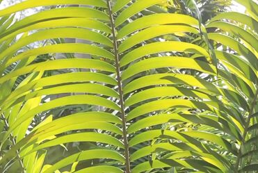 Blondie - Call me(1980)