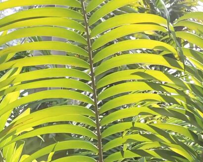 Blondie - Call me(1980)