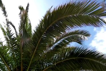 The Clash - Should I Stay Or Should I Go (1982)