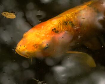 Radiohead - Fake Plastic Trees (1995)