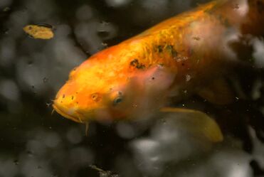 Radiohead - Fake Plastic Trees (1995)