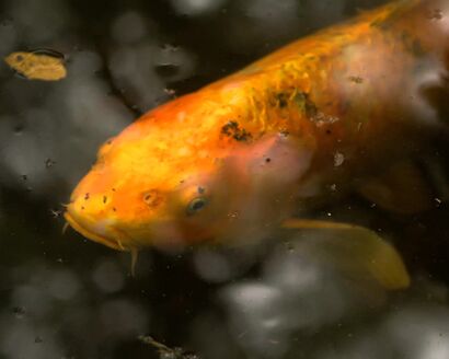 Radiohead - Fake Plastic Trees (1995)