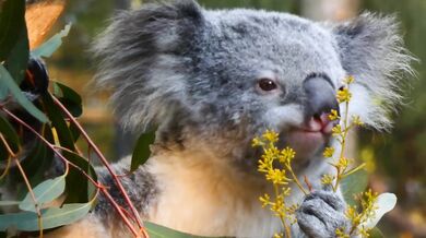 Koala eating video
