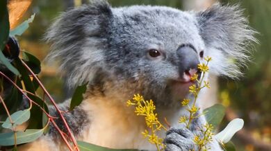 Koala eating video