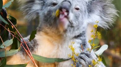 Koala eating video