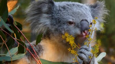 Koala eating video