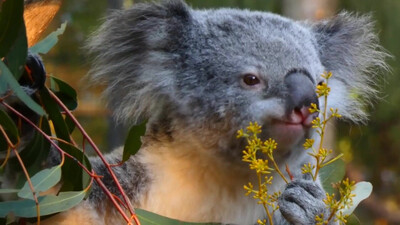 Koala eating video
