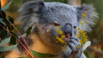 Koala eating video