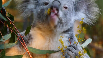 Koala eating video