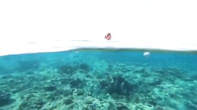 Question Mark & The Mysterians - 96 Tears (1966)