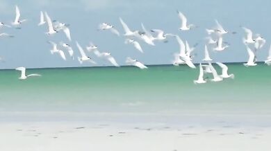 Blondie - Heart Of Glass (1978)