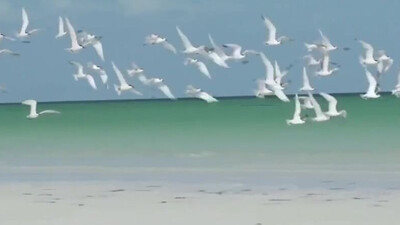 Blondie - Heart Of Glass (1978)