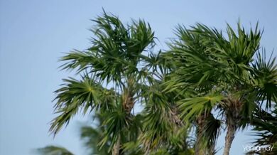 Patti Smith Group - Dancing Barefoot (1979)
