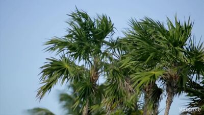 Patti Smith Group - Dancing Barefoot (1979)