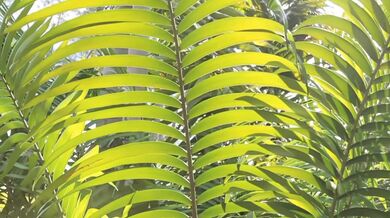 Blondie - Call me(1980)