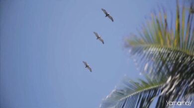 Paul McCartney - Maybe I-m Amazed (1970)