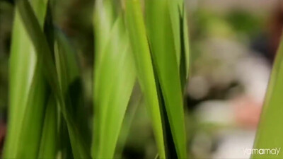 Paul McCartney - Maybe I-m Amazed (1970)