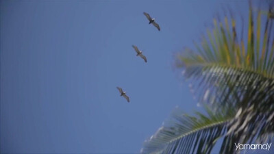 Paul McCartney - Maybe I-m Amazed (1970)