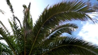 The Clash - Should I Stay Or Should I Go (1982)