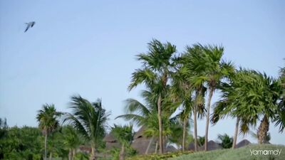 Cream - White Room (1968)