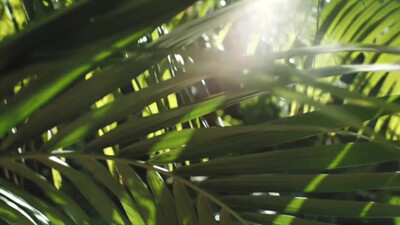 The Velvet Underground - Sweet Jane (1970)