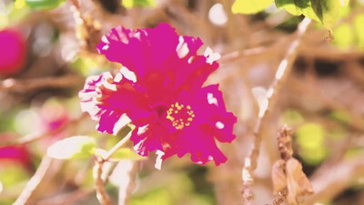 Everly Brothers - Bye bye love (1957)