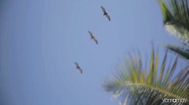 The Rolling Stones - Ruby Tuesday (1967)