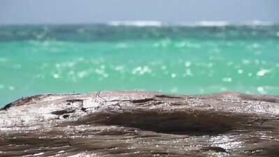 The Animals - We Gotta Get Out Of This Place (1965)