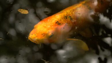 Radiohead - Fake Plastic Trees (1995)