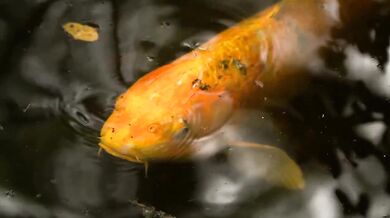 Radiohead - Fake Plastic Trees (1995)