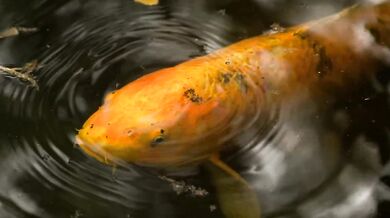 Radiohead - Fake Plastic Trees (1995)