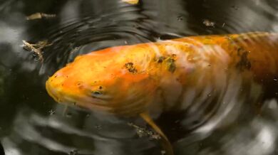 Radiohead - Fake Plastic Trees (1995)