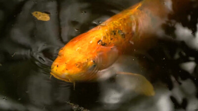 Radiohead - Fake Plastic Trees (1995)