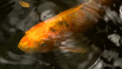 Radiohead - Fake Plastic Trees (1995)