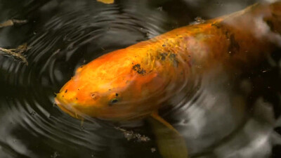 Radiohead - Fake Plastic Trees (1995)