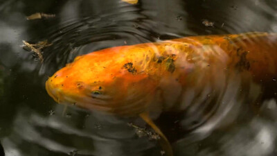 Radiohead - Fake Plastic Trees (1995)