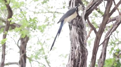 Prince - 1999 (1982)