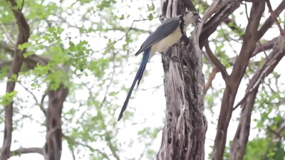 Prince - 1999 (1982)